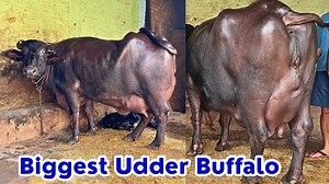 79K views · 2.7K reactions | 5 Star Biggest Udder 23 KG दूध की बेहतरीन भैंस - Super Duper Murrah Buffalo | Sansaniwal Dairy Farm | Facebook