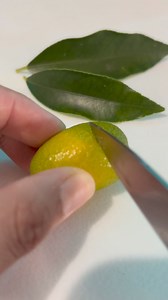 2.9K views · 264 reactions |  nakakita na din ba kayo guys ng Oblong Shaped na calamansi? KakaGoodVibes guys ang shape nya, panoorin nyo din  #PositiveVibes  #Inspiration | Positive Vibes Au | Facebook