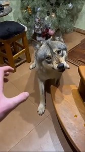 Cute 😍 #wolf #wolves #wolfpack #wolvesofinstagram #wolfdog | We Love Wolves