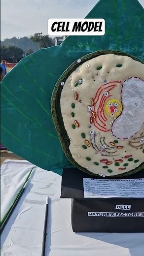 cell model of science #sciencemodel #exhibition #modelofcells #cellstructure #cell #biomodeling