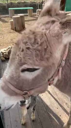 ロバの鳴き声🥰