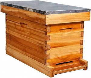[Hot Item] 5-Frame Nuc Beehive for Bees Waxed Foundations for Langstroth Beekeeping