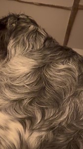 17K views · 765 reactions | Elmo up to monkey business already. | The Daily Hobson | Facebook