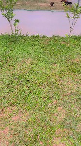 Sana makatulong sa panahon ng tag init ☀️😎 Good morning idols 😊 | Arayat-Top Gamefarm