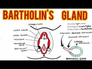 Bartholin's Gland | External Reproductive system | Bartholin's cyst | structure & function of gland