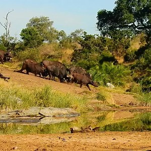 3 comments | #buffalo #latestsightings watching a massive herd come down to drink @foxycrocodilebushretreat on #safari in the #krugernationalpark full video will be uploaded to our you tube channel. | Exploring Kruger | Facebook