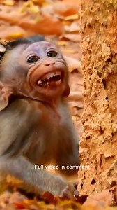Breaking Heart- Pity baby monkey Alba terrified by bad mum Anna __ Alba lost control cries seizure 01 | Monkey 2027