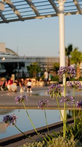 Ayia Napa Marina: An unparalleled destination for tourists and locals alike, offering abundant opportunities for adventure seekers, families, friends, and couples. And when the days get hot, you can cool off in style, making it the perfect destination to beat the heat. 𝗧𝗵𝗶𝘀 𝗶𝘀 𝗔𝘆𝗶𝗮 𝗡𝗮𝗽𝗮 𝗠𝗮𝗿𝗶𝗻𝗮 𝗘𝘅𝗽𝗲𝗿𝗶𝗲𝗻𝗰𝗲 by ΟΓΔ #𝗮𝘆𝗶𝗮𝗻𝗮𝗽𝗮 #𝗰𝘆𝗽𝗿𝘂𝘀 #𝗮𝘆𝗶𝗮𝗻𝗮𝗽𝗮𝗺𝗮𝗿𝗶𝗻𝗮 #𝘄𝗼𝗿𝗹𝗱𝗰𝗹𝗮𝘀𝘀 #𝘀𝘂𝗺𝗺𝗲𝗿 #𝗺𝗲𝗱𝗶𝘁𝗲𝗿𝗿𝗮𝗻𝗲𝗮𝗻𝘀𝗲𝗮 #𝗰𝗼𝗺𝗺𝗲𝗿𝗰𝗶𝗮𝗹𝘃𝗶