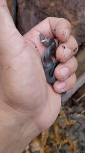 Part II, The Release. The ring-necked snake is a small species (avg 9-15", up to 27") that feeds on worms, salamanders, and lizards. They are completely harmless . . . #ringneckedsnake #snake #backyardfind #wildlife #fishguyphotos | Fish Guy Photos