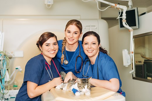 Les nouveaux vétérinaires