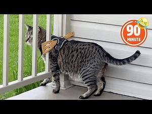 FUNNY Cat Tries to Escape! 🤣 | Hilarious Pet BLOOPERS