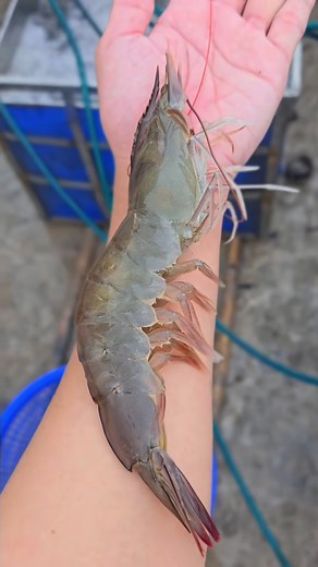 27 reactions |  THU LỜI HÀNG TỶ ĐỒNG TỪ VIỆC NUÔI TÔM - BÍ QUYẾT ÍT...