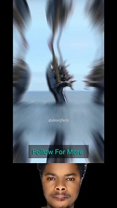 2.1K views · 39 reactions | Flip Ship Research Vessel ⛴️⛴️? #fyp #facebook #jungle #flipship | Toshiba Blogging Page | Facebook