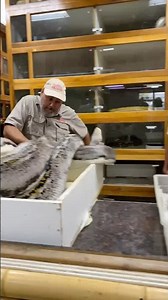 Cranky reticulated python protects her eggs!