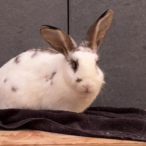 2K views · 231 reactions | ❌ 2 kaniner smidt ud af bil ❌ Heldigvis blev situationen overværet af et vidne, der fik skrevet nummerpladen ned og kontaktet politiet ❤️ “Ejer” fik derfor et opkald af politiet og en bøde for dumping. Kaninerne slapper nu af hos os og efter et dyrlægetjek, vil de være klar til adoption   Læs om alle de kaniner der er klar til nyt hjem, her www.roskildeinternat.dk | Roskilde Internat - Dyrenes Beskyttelse | Facebook