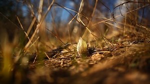 les premières fleurs au printemps, la : vidéo de stock (100 % libre de droit) 1051360852 | Shutterstock
