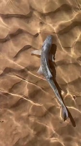 11K views · 275 reactions |  Did you know the confluence of the...