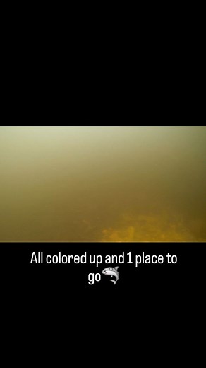 I broke out the gopro to record this Male Brook Trout protecting the spawning bed (light colored area below) #algomacountry #saultstemarie #gopro #color #brooktrout #spawning | Redwood Sportfishing Charters