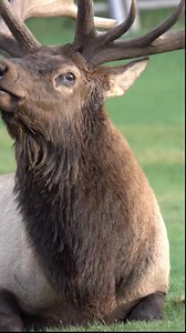 62K views · 3.1K reactions | Close up view of a bull elk bugling! This is one of the injured elk laying down back in September. I'll keep you all updated if I see them again and hopefully that will be soon. Thanks to everyone for watching my videos. #elk #bullelk #elkbugle #elkcloseup #colorado #coloradoadventures #coloradowildlife #wildlife #wildlifevideos #foryou #viralvideo #viralreels | Colorado Adventures | Facebook