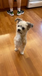 13M views · 653K reactions | Noel turns and jumps for treats. #2LeggedDog #dog #dogsoffacebook #amputee #cutedog #littledog #cute | Noel the Bipawd Shorkie | Facebook