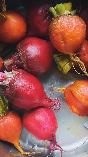 Harvesting chioggia and golden beets in the fading light tonight. I often eat the beetroot greens, cooked up like silverbeet (chard) too, but our girls haven’t had any greens for a little while so I treated them instead 🌱🐓🌱 #mydarlinglemonthymegarden | My Darling Lemon Thyme