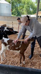 Interning with Rogue Creamery has some big perks!!! Our @annesaxelbylegacyfund summer interns, Keaton and Annabel, have been working out at our Dairy Farm the past couple days. In addition to cuddling, feeding, and keeping our curious our calves entertained, Keaton and Annabel have dived headfirst into learning how we operate our sustainable dairy operation. That includes moving irrigation, helping with robot milking facility sanitation, assisting with milk filtering and cooling, building a new 