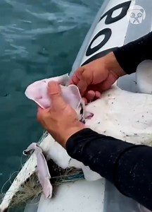 Police help trapped shark welcome her pups | Goodlife Productions