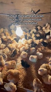 Sira ang mental health 😂🐓✨ #ladyhandler | Christine Mc Cernada Largo