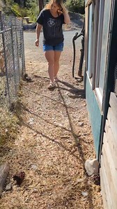 Our Female Goose is Laying on an Egg 🥚 Maybe Goslings are in Our Future? #geese #homesteading | Mountain Spring Homestead