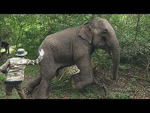 Can They Save Him? Elephant with Hidden Bullet Wounds Battles Life Threatening Infection