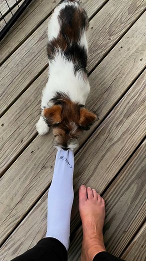 The sock burglar is at it again 😂#PuppyLove #archie | Dawn Sullivan