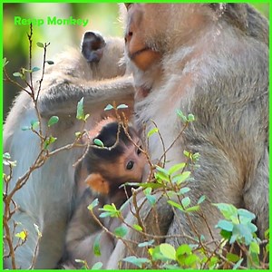 22 reactions | Trillion tears drop and deep touching seeing this bad female monkey biting poor baby monkey on the tree!! | RESEP Monkey | Facebook