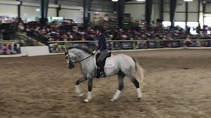 2.3K views · 26 reactions | #OTTBs from TAA-accredited Maker's Mark Secretariat Center War of Ideas and MGSW Tower of Texas took center stage for a quick demo at BreyerFest 2019  Catch them again Sunday (7/14) at noon! Breyer Model Horses Kentucky Horse Park | Thoroughbred Aftercare Alliance | Facebook