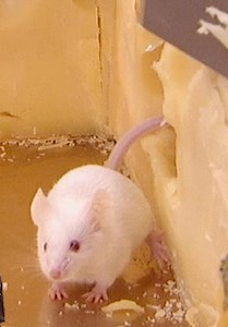 Just for Laughs Gags S09:E04 - Rat Infested Cheese Sample Plate