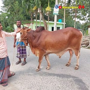 গরুটি বিক্রি করা হবে, নতুনহাট পশ্চিম বাজার, চরশাহী, চন্দ্রগঞ্জ, লক্ষ্মীপুর। | Maksud Media24