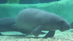 2.2K views · 20 reactions | Manatees face a number of threats in the wild, most are attributed to human activity. We can help protect manatees by abiding by manatee speed zones. The Bishop Museum of Science and Nature explains more this #ManateeMonday! | Manatee County, Florida Government | Facebook