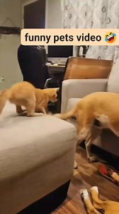 139K views · 6.6K reactions | pets funny compilation cat & dog藍 #pets #dog #cat #funnypost #funnypets #catdog #disclaimernocopyrightinfringementintendedmusicbelongstotherightfulowner #highlight #follower #everyone #DISCLAIMER | Elizabeth Estoque | Facebook