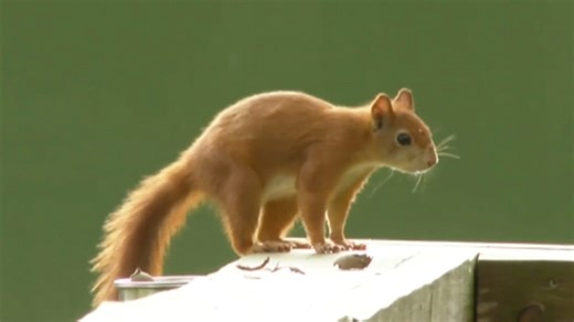 First baby red squirrels born at Yorkshire Arboretum