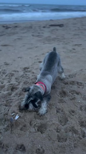 🖤🐼Ike🐼🖤 #schnauzerlove #schnauzers #toyschnauzer #fypシ #schnauzerpuppies #schnauzer #sanantoniotx #instagood | Schnauzer Vibez