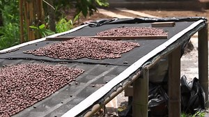 Fèves de cacao crues fraîches étalées : vidéo de stock (100 % libre de droit) 3901558315 | Shutterstock