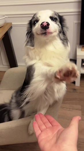 Smiling Dogs That Know More Than You Think