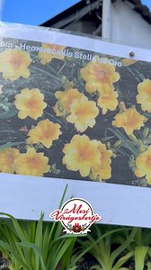 Liliom, liliom és még egy kis liliom. Valamit kifelejtettem volna? 😂🌸🌺🌿 Nézzétek meg, mennyi szebbnél szebb liliom érkezett a Virágoskertbe! Melyik színből szeretnétek? 😊 📲 WEBSHOP: www.mesiviragoskertje.hu/uzlet 📦 Postai szállítással is az ország bármely pontjára! ☎ 36301493225 📌 Szeged, Makkosházi krt. 11. 🗓 Nyitva: 08:00-18:00, a hét minden napján #mesivirágoskertje #szeged #szállítunk #postázunk #bárhová | Mesi Virágoskertje