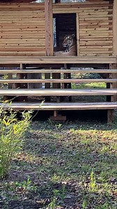 Tried getting an early morning video of Spiderman as promised, and he said no. Comfy hay and cooler temps mean sit and relax. | Catty Shack Ranch Wildlife Sanctuary