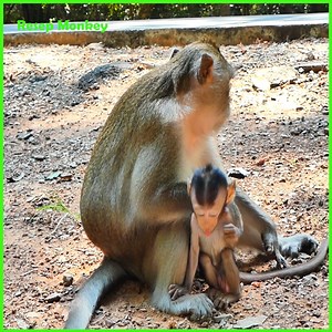 1.6K views · 19 reactions | Trillions sad baby monkey! mom trying to stop milk her baby monkey by angry and leave her cry alone!! | RESEP Monkey | Facebook