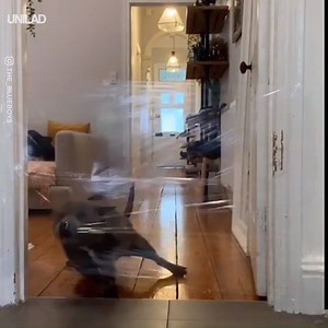 4.1M views · 11 reactions | "Tried the invisible challenge with my dogs and they had VERY different reactions!" Wait for it...  The Blueboys | UNILAD | Facebook