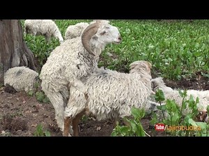 Ram Bro Mating 🐑🐏 || sheep farm ||