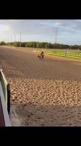 3.5K views · 124 reactions | Is this 2 year old mare fancy enough?襤❤️‍ #LookinLikamillion | Wide Open Race Horses | Facebook