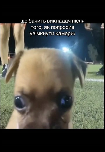 ФВМ БНАУ на TikTok