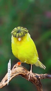 547K views · 104 reactions | Beautiful Harz Roller Breed bird. #nature #reels #birdsphotgraphy #birds #wildlife #naturephotography | Bird Lovers | Facebook