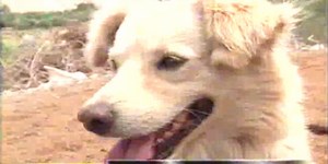 El perro Chiribaya: conozca el verdadero linaje de esta can considerado 'chusco'